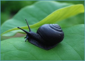 닥터지 블랙 스네일크림